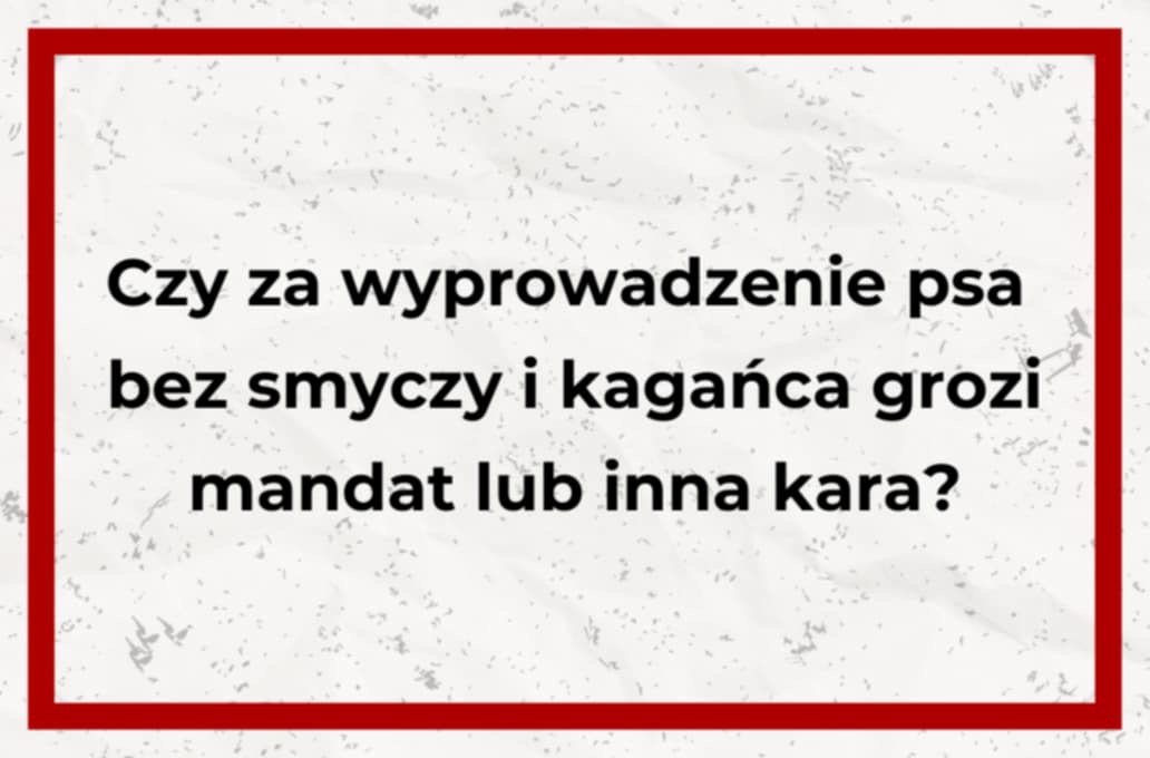 Czy za wyprowadzenie psa bez smyczy i kagańca grozi mandat lub inna kara?